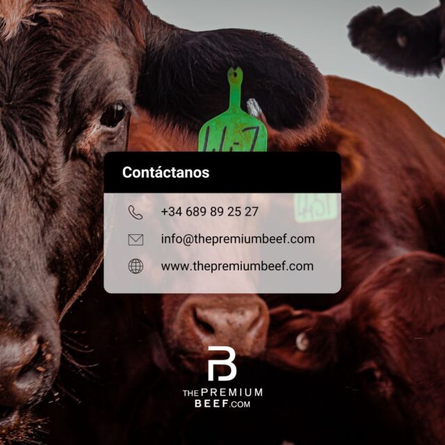 Nuestro equipo está aquí para ayudarte.

Contáctanos para ayudarte a encontrar la carne perfecta para cada ocasión.👇

📞 Llámanos: +34 689 89 25 27
✉️ Escríbenos: info@thepremiumbeef.com

#tpb #thepremiumbeef #contacto #carnepremium #carnedecalidad #gourmet #cocinagourmet