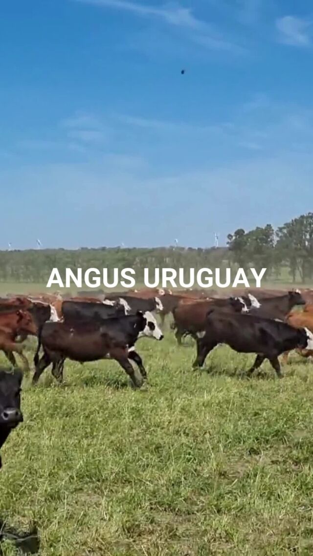 La carne de Angus de Uruguay es una de nuestras especialidades. Nos comprometemos a ofrecer productos seleccionados por su jugosidad y sabor intenso, ideales para aquellos que buscan calidad en cada bocado. Nuestro equipo está aquí para orientarte en cada compra.

#tpb #thepremiumbeef #angus #angusuruguay #carnepremium #carnedecalidad #gourmet #cocinagourmet